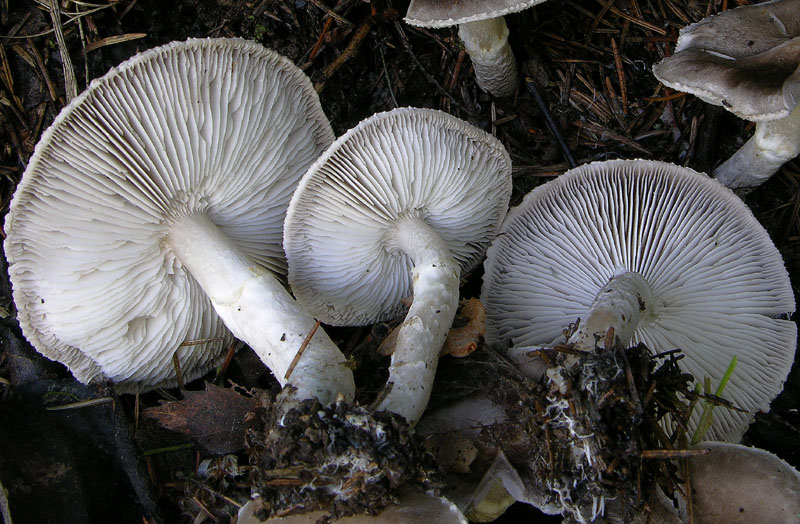 Tricholoma cingulatum fo.ramentaceum.